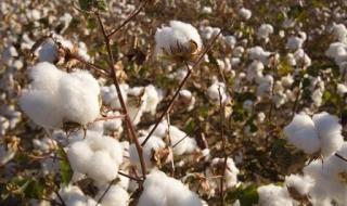 棉花的起源 棉花的生长过程